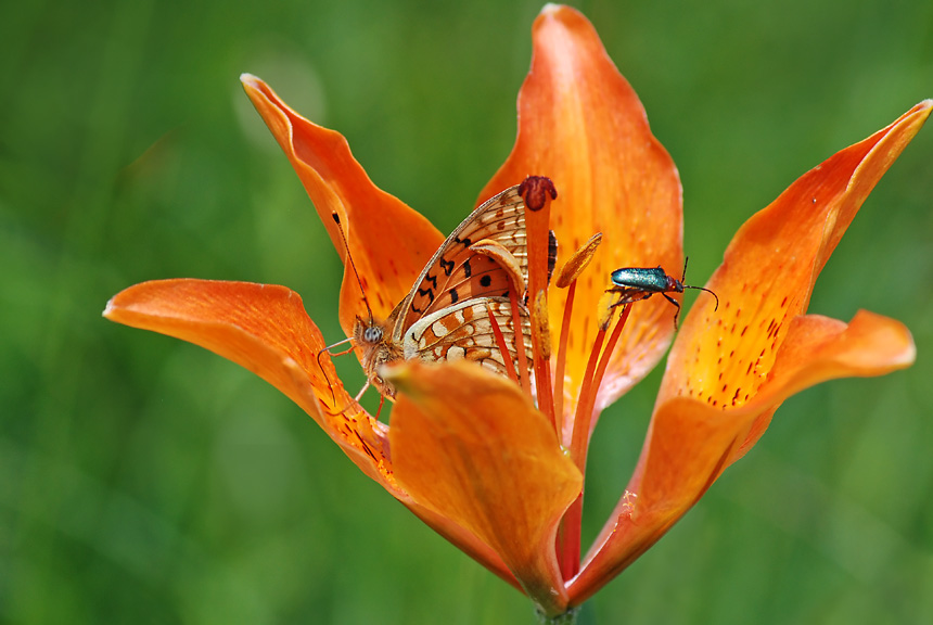 Lilium bulbiferum subsp. bulbiferum / Giglio rosso